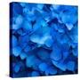 USA, Washington State, Pacific Northwest, Sammamish blue Hydrangea in our garden-Sylvia Gulin-Stretched Canvas