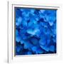 USA, Washington State, Pacific Northwest, Sammamish blue Hydrangea in our garden-Sylvia Gulin-Framed Photographic Print