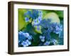 USA, Washington State, Pacific Northwest, Sammamish blue Hydrangea in our garden-Sylvia Gulin-Framed Photographic Print