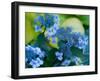 USA, Washington State, Pacific Northwest, Sammamish blue Hydrangea in our garden-Sylvia Gulin-Framed Photographic Print