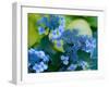 USA, Washington State, Pacific Northwest, Sammamish blue Hydrangea in our garden-Sylvia Gulin-Framed Photographic Print