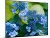 USA, Washington State, Pacific Northwest, Sammamish blue Hydrangea in our garden-Sylvia Gulin-Mounted Photographic Print