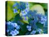 USA, Washington State, Pacific Northwest, Sammamish blue Hydrangea in our garden-Sylvia Gulin-Stretched Canvas