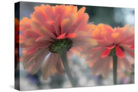 USA, Washington State, Pacific Northwest, Sammamish close-up of State Fair Zinnia-Sylvia Gulin-Stretched Canvas