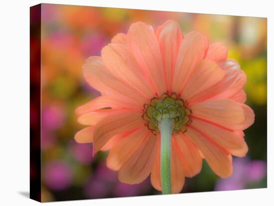 USA, Washington State, Pacific Northwest, Sammamish close-up of State Fair Zinnia-Sylvia Gulin-Stretched Canvas