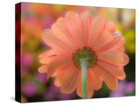 USA, Washington State, Pacific Northwest, Sammamish close-up of State Fair Zinnia-Sylvia Gulin-Stretched Canvas