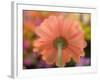 USA, Washington State, Pacific Northwest, Sammamish close-up of State Fair Zinnia-Sylvia Gulin-Framed Photographic Print