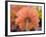 USA, Washington State, Pacific Northwest, Sammamish close-up of State Fair Zinnia-Sylvia Gulin-Framed Photographic Print