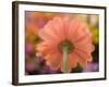 USA, Washington State, Pacific Northwest, Sammamish close-up of State Fair Zinnia-Sylvia Gulin-Framed Photographic Print