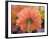 USA, Washington State, Pacific Northwest, Sammamish close-up of State Fair Zinnia-Sylvia Gulin-Framed Photographic Print