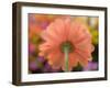 USA, Washington State, Pacific Northwest, Sammamish close-up of State Fair Zinnia-Sylvia Gulin-Framed Photographic Print