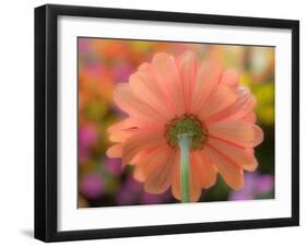 USA, Washington State, Pacific Northwest, Sammamish close-up of State Fair Zinnia-Sylvia Gulin-Framed Photographic Print