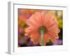 USA, Washington State, Pacific Northwest, Sammamish close-up of State Fair Zinnia-Sylvia Gulin-Framed Photographic Print