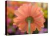 USA, Washington State, Pacific Northwest, Sammamish close-up of State Fair Zinnia-Sylvia Gulin-Stretched Canvas