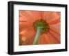 USA, Washington State, Pacific Northwest, Sammamish close-up of State Fair Zinnia-Sylvia Gulin-Framed Photographic Print