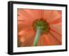 USA, Washington State, Pacific Northwest, Sammamish close-up of State Fair Zinnia-Sylvia Gulin-Framed Photographic Print