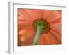 USA, Washington State, Pacific Northwest, Sammamish close-up of State Fair Zinnia-Sylvia Gulin-Framed Photographic Print