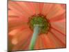 USA, Washington State, Pacific Northwest, Sammamish close-up of State Fair Zinnia-Sylvia Gulin-Mounted Photographic Print