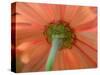 USA, Washington State, Pacific Northwest, Sammamish close-up of State Fair Zinnia-Sylvia Gulin-Stretched Canvas