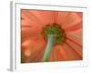 USA, Washington State, Pacific Northwest, Sammamish close-up of State Fair Zinnia-Sylvia Gulin-Framed Photographic Print