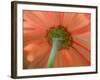 USA, Washington State, Pacific Northwest, Sammamish close-up of State Fair Zinnia-Sylvia Gulin-Framed Photographic Print