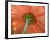 USA, Washington State, Pacific Northwest, Sammamish close-up of State Fair Zinnia-Sylvia Gulin-Framed Photographic Print