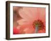 USA, Washington State, Pacific Northwest, Sammamish close-up of State Fair Zinnia-Sylvia Gulin-Framed Photographic Print