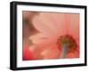 USA, Washington State, Pacific Northwest, Sammamish close-up of State Fair Zinnia-Sylvia Gulin-Framed Photographic Print