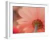 USA, Washington State, Pacific Northwest, Sammamish close-up of State Fair Zinnia-Sylvia Gulin-Framed Photographic Print