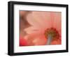 USA, Washington State, Pacific Northwest, Sammamish close-up of State Fair Zinnia-Sylvia Gulin-Framed Photographic Print