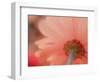 USA, Washington State, Pacific Northwest, Sammamish close-up of State Fair Zinnia-Sylvia Gulin-Framed Photographic Print