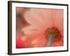 USA, Washington State, Pacific Northwest, Sammamish close-up of State Fair Zinnia-Sylvia Gulin-Framed Photographic Print