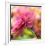 USA, Washington State, Pacific Northwest, Sammamish close-up of State Fair Zinnia-Sylvia Gulin-Framed Photographic Print