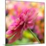 USA, Washington State, Pacific Northwest, Sammamish close-up of State Fair Zinnia-Sylvia Gulin-Mounted Photographic Print