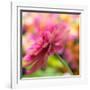 USA, Washington State, Pacific Northwest, Sammamish close-up of State Fair Zinnia-Sylvia Gulin-Framed Photographic Print