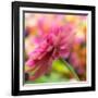 USA, Washington State, Pacific Northwest, Sammamish close-up of State Fair Zinnia-Sylvia Gulin-Framed Photographic Print