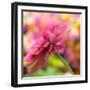 USA, Washington State, Pacific Northwest, Sammamish close-up of State Fair Zinnia-Sylvia Gulin-Framed Photographic Print