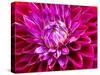 USA, Washington State, Pacific Northwest Sammamish Dahlia flowers in bloom-Sylvia Gulin-Stretched Canvas