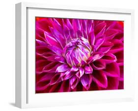 USA, Washington State, Pacific Northwest Sammamish Dahlia flowers in bloom-Sylvia Gulin-Framed Photographic Print