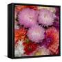 USA, Washington State, Pacific Northwest Sammamish Dahlia flowers in bloom-Sylvia Gulin-Framed Stretched Canvas