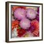 USA, Washington State, Pacific Northwest Sammamish Dahlia flowers in bloom-Sylvia Gulin-Framed Photographic Print