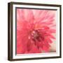 USA, Washington State, Pacific Northwest Sammamish Dahlia flowers in bloom-Sylvia Gulin-Framed Photographic Print