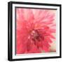 USA, Washington State, Pacific Northwest Sammamish Dahlia flowers in bloom-Sylvia Gulin-Framed Photographic Print