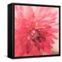 USA, Washington State, Pacific Northwest Sammamish Dahlia flowers in bloom-Sylvia Gulin-Framed Stretched Canvas