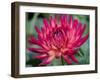 USA, Washington State, Pacific Northwest Sammamish Dahlia flowers in bloom-Sylvia Gulin-Framed Photographic Print