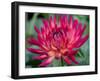 USA, Washington State, Pacific Northwest Sammamish Dahlia flowers in bloom-Sylvia Gulin-Framed Photographic Print