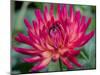 USA, Washington State, Pacific Northwest Sammamish Dahlia flowers in bloom-Sylvia Gulin-Mounted Photographic Print