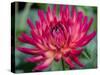 USA, Washington State, Pacific Northwest Sammamish Dahlia flowers in bloom-Sylvia Gulin-Stretched Canvas