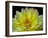 USA, Washington State, Pacific Northwest Sammamish Dahlia flowers in bloom-Sylvia Gulin-Framed Photographic Print