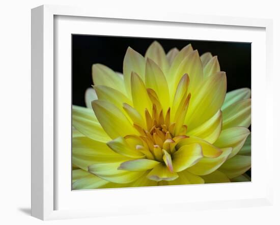 USA, Washington State, Pacific Northwest Sammamish Dahlia flowers in bloom-Sylvia Gulin-Framed Photographic Print